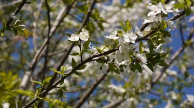 Çiçeği ağacı gökyüzü kiraz dal mavi gökyüzü arka plan. Video görüntüleri statik kamera.