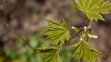 Yeşil bahar bırakır. Rüzgarda sallanan güzel genç yeşil akçaağaç ağaç.