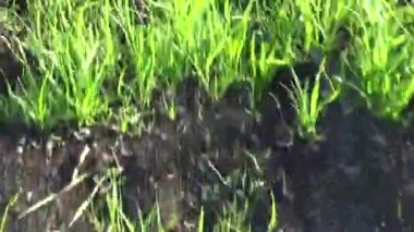 yeşil çim hareket öznel kamera görüntüleri kapatma