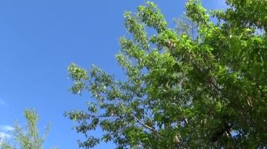 Kül ağaç çiçek ve meyve. Mavi gökyüzü arka plan üzerinde Rüzgar içinde fraxinus exelsior ağaç dalları. Statik fotoğraf makinesinin çekim video Hd.