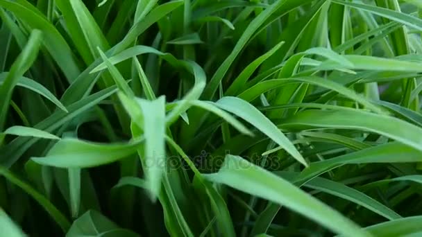 Verde hierba macro hermoso fondo verano. Imágenes de vídeo de alta definición 1920x1080 cámara estática . — Vídeo de stock