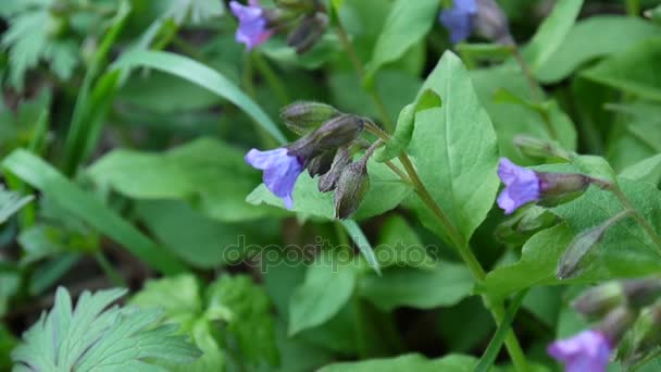 Lungwort Pulmonaria blooming in spring. Video slight movement of the flower from the wind. — Stock Video