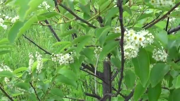 Çiçekli kuş kiraz bahar yakın çekim, dalları Rüzgar. Prunus padus. Video görüntüleri ile steadicam hareketli çekim Hd. — Stok video