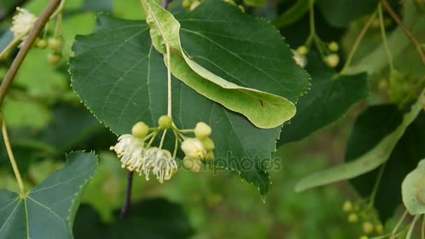 Folhas de tília e flores com vento soprando de perto. Tilia. . — Vídeo de Stock