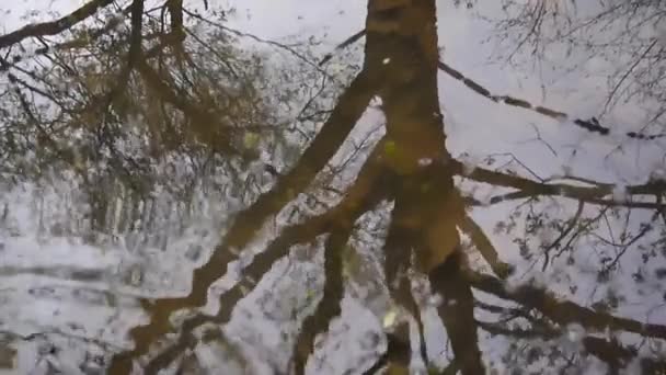 水の木の反射。静的なカメラの春の背景撮影. — ストック動画