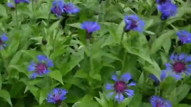 Flores silvestres acianos en el viento. Centaurea montana . — Vídeo de stock