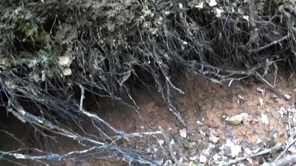 木まで川のほとりの木の根からのパノラマ。自然のままの Hd ステディカム映像を使用したビデオ. — ストック動画