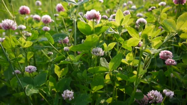 Le trèfle fleurit dans un champ en été. Trifolium medium. Journée ensoleillée . — Video