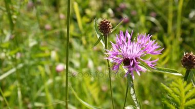 Çayır knapweed. Centaurea jacea çiçek yaz alanında