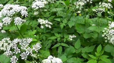 Yaz aylarında çiçek açan aegopodium podagraria çim. Tıbbi yabani bitki. Canlı panorama, kamera hareketli.
