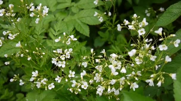 Rzeżucha parviflora małych rdzeń biały kwiat w polu. — Wideo stockowe