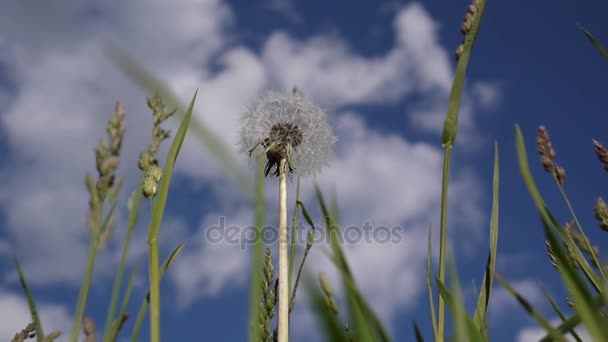 Diente de león y hierba cocksfoot primer plano sobre un fondo de cielo azul. Filmando películas HD. Cámara estática . — Vídeos de Stock