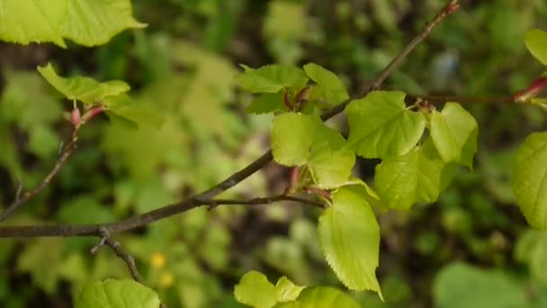 Groene, verse bladeren Lime tree linden Tilia natuurlijke achtergrond bos in het voorjaar. Statische camera. 1080 full Hd video-opnames. Tilia — Stockvideo