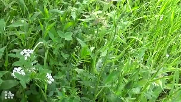 Πράσινο γρασίδι με λουλούδια στο καλοκαίρι πεδίο κάμερα κίνησης κλείσιμο μήκος σε πόδηα. Διαγώνια Πανόραμα με την αύξηση της. — Αρχείο Βίντεο