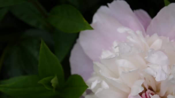 Один розовый пионский цветок закрывается при движении клумбы на ветру. Видеокамера высокой четкости . — стоковое видео