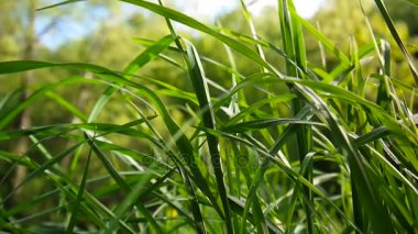 Yeşil alan görüntüleri makro güneş parlar çim baharın güzel arka plan. Video kapalı sabit kamera.