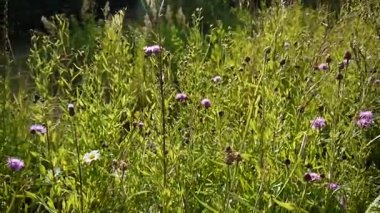 Sürünen thistle veya pembe ekmek-thistle. Bloosoming Cirsium arvense video görüntüleri panorama hareketli kamera.