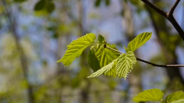 Brunch van van hazelaar boom in het bos-macro. — Stockvideo