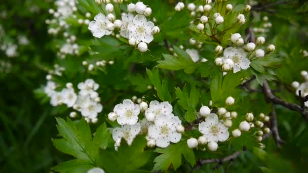 Gros plan fleur de fleurs d'aubépine se balançant et hors foyer fond vert. Fleurs blanches de cratagus mongyna, Crataegus monogyna . — Video