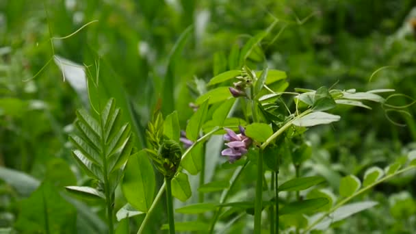 Flores jóvenes de veza se cierran en el campo . — Vídeos de Stock