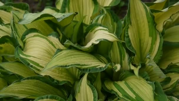 Färska gröna blad av hosta växt i trädgården vajande i vinden. Videofilmer skytte av statisk kamera. — Stockvideo