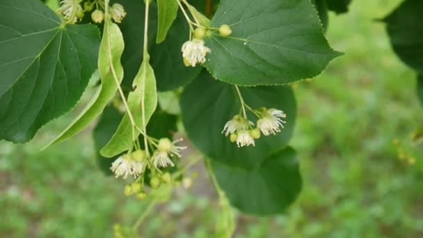 Hojas de tilo y flores con viento soplando de cerca. Tilia . — Vídeos de Stock