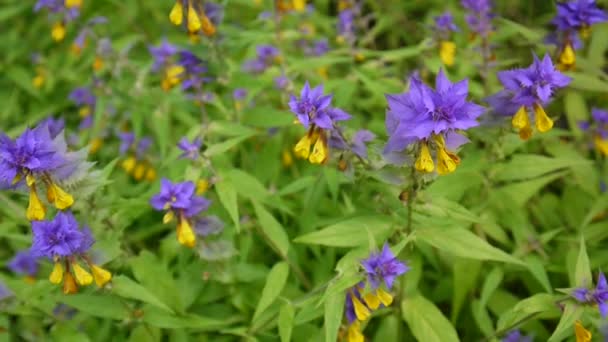 Flores selvagens vaca de madeira. Melampyrum nemorosum no prado de verão — Vídeo de Stock