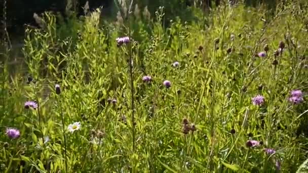 Creeping thistle or pink sow-thistle. Bloosoming Cirsium arvense video footage panorama motion camera. — Stock Video