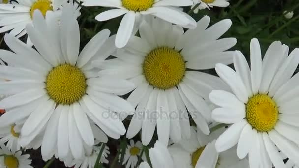 Daisies Growing on the Flowerbed. HD video footage motion camera. — Stock Video