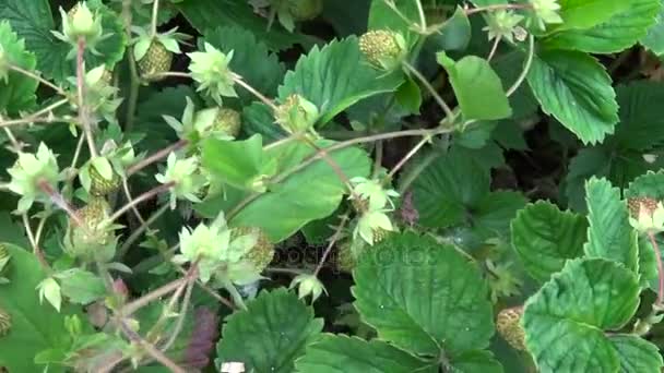 Fresas en la cama del jardín. Vídeo HD de imágenes de cámara de movimiento con steadicam . — Vídeos de Stock