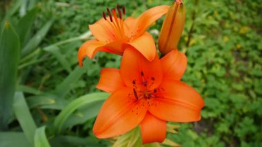 Turuncu bitki lilyum bulbiferum yakın çekim Hd ayak - otsu tiger lily çiçek video detayları