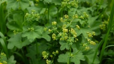 Alchemilla vulgaris. Şifalı bitki. Statik kamera çekim.