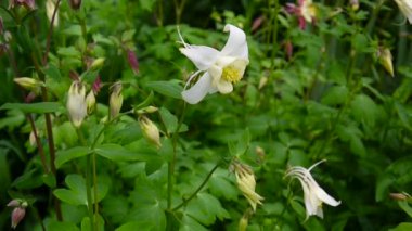 Çiçek Aquilegia vulgaris veya Rüzgar Avrupa Columbine