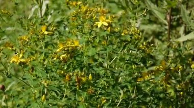 St Johns wort, tıbbi bitki çiçek alanında.