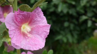 Yaz aylarında çiçek açan Hollyhocks Alcea