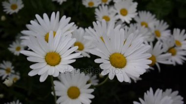 Papatyalar Flowerbed üzerinde büyüyen