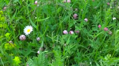 Çayır çimen panorama Steadicam kullanarak. Video görüntüleri hareketli kamera.