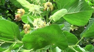 Ihlamur yaprakları ve çiçekleri esen rüzgar ile kapatın. Tilia.