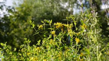 St Johns wort, tıbbi bitki çiçek alanında.