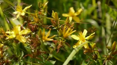 St Johns wort, tıbbi bitki çiçek alanında.