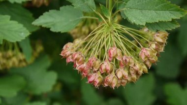 Physocarpus opulifolius, ninebark veya meyve, closeup ile Atlantik ninebark