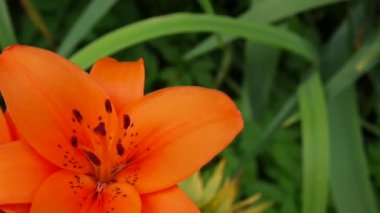 Turuncu bitki lilyum bulbiferum yakın çekim Hd ayak - otsu tiger lily çiçek video ayrıntıları. Sol kompozisyon.