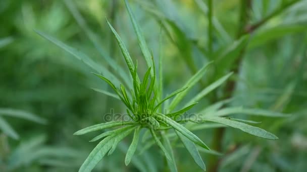 Artemisia vulgaris planta medicinal fresca HD — Vídeo de Stock