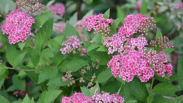 Bush of the blossoming spirea Japanese in the wind. Video footage. — Stock Video