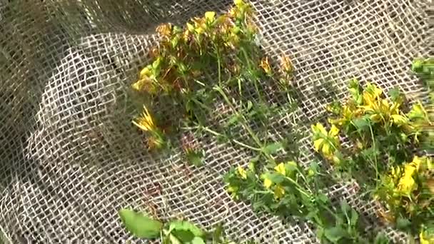 St Johns wort gräs samlas in i fältet på säckväv. Skörd av medicinalväxter på sommaren. Panorama motion kamera med steadicam. — Stockvideo