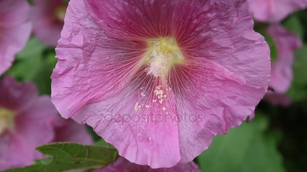 Hollyhocks florecientes Alcea en verano — Vídeos de Stock