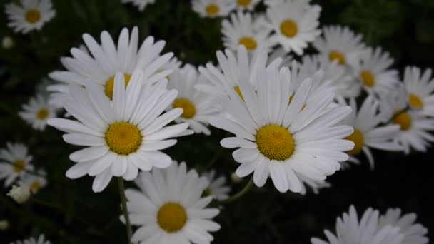 Margaritas creciendo en el macizo de flores — Vídeos de Stock