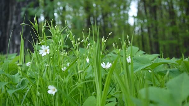 Vilda Stellaria vita blommor svängande på vinden. Våren. — Stockvideo