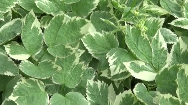 Aegopodium podagraria i sommar gräs på två färger. Dekorativ växt. Goutweed brokiga. Levande panorama, flytta kameran med steadicam. HD video antal fot. — Stockvideo