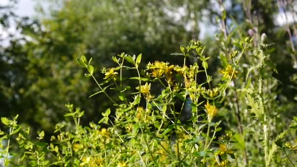 Millepertuis, plante médicinale avec fleur dans le champ . — Video